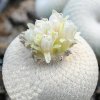 Epithelantha_bockei